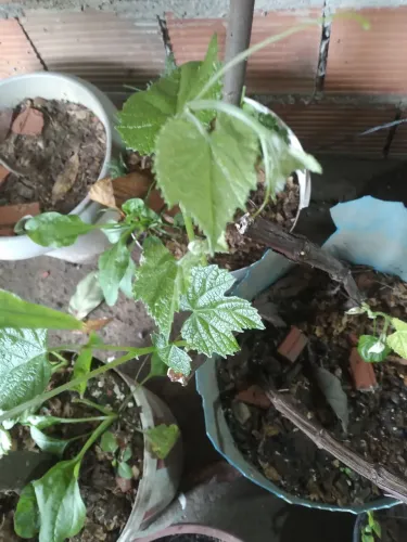 Mudas de uva
