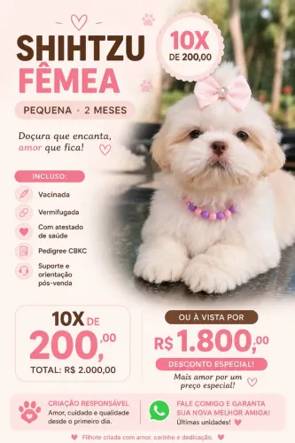 Vendo shihtzu