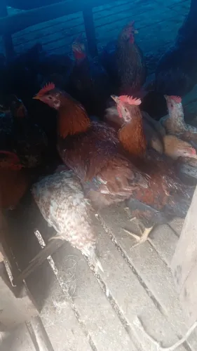 Vendo frangos de capoeira 