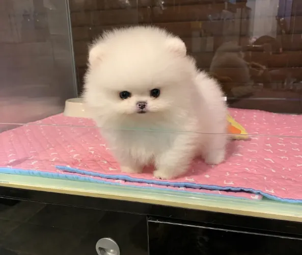 Lulu fêmea micro