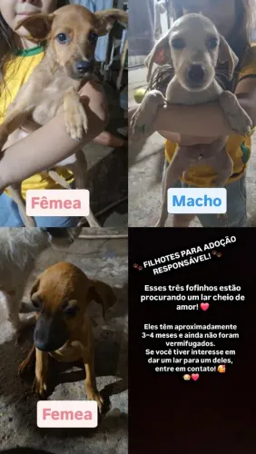 Doação responsável de cachorrinhos filhotes