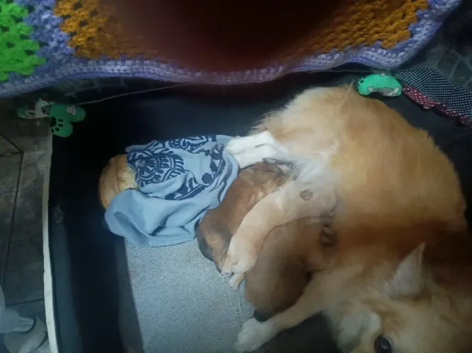 Filhotes de chihuahua pelo longo para reserva 2 fêmeas e 1 macho