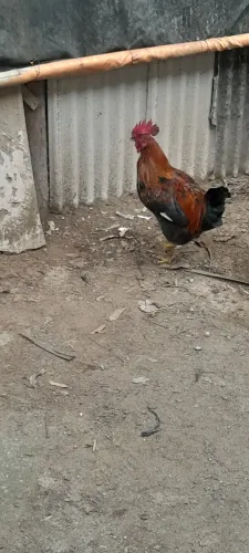 Vem que ainda tem, 