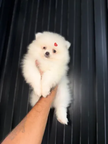 Lulu da Pomerania alto padrão 