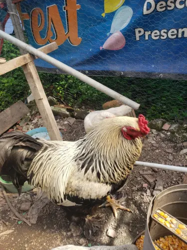 VENDO GALOS E GALINHAS BRAHMA 