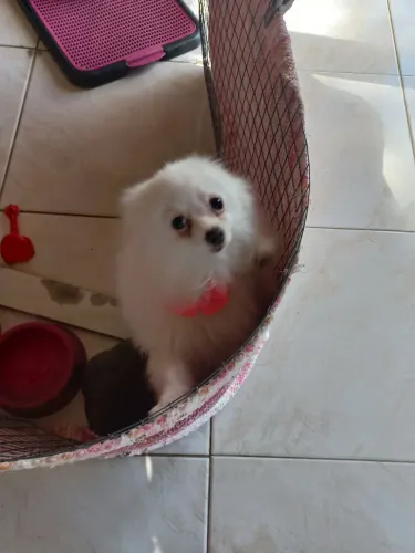 Vendo spitz alemão fêmea