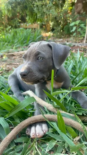 Amstaff- Blue american starfforshire terrier