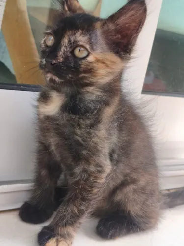 Gatinha filhote para adoção responsável
