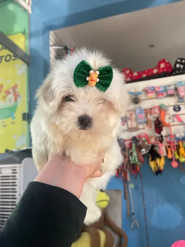 Maltês macho mini $1.800,00