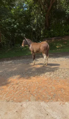 Burro 5 meses