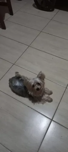 Yorkshire micro, vai fazer 2 anos...