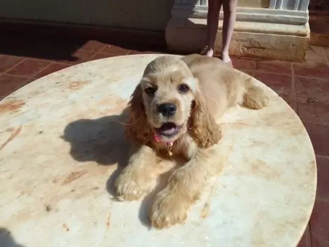 Cocker Spaniel,Cocker Spaniel Filhote Selecionado Alta Procedência