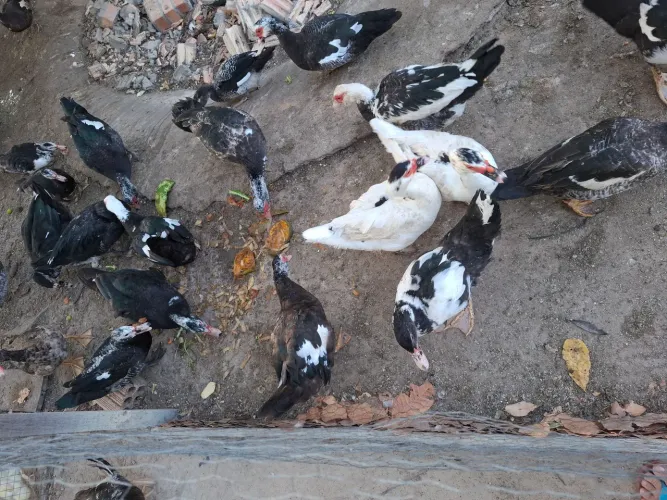 Vende-se patos e patas adultos. 