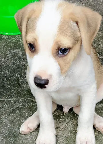 Eu tenho dóis filhotes de cachorro macho para doações eles tem três meses