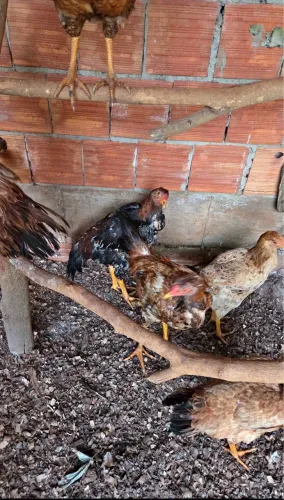 Frango caipira 