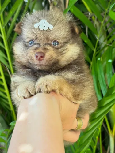 Lulu da pomerania macho e fêmea ENTREGA IMEDIATA