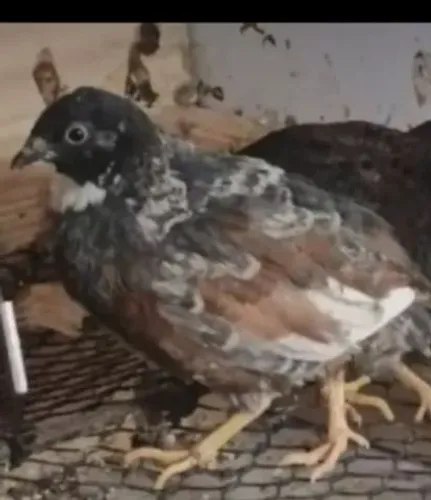 Ovos de codorna chinesa férteis 