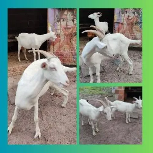 Cabras saane, mãe e filha