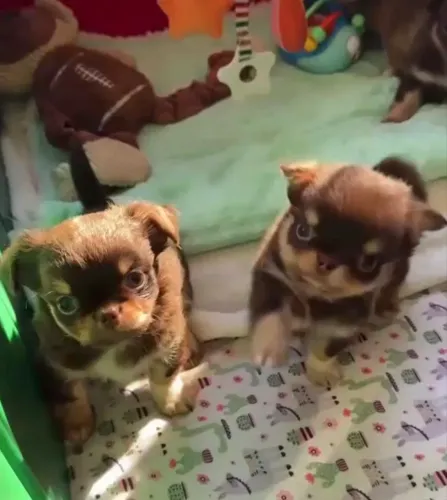 Filhotes de chihuahua