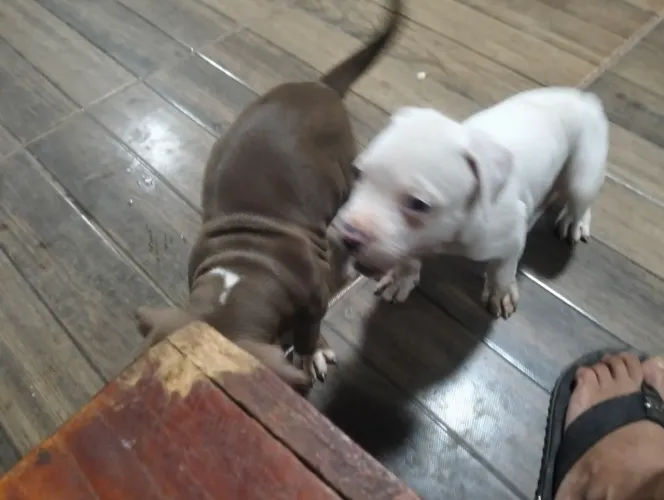 Venda de filhotes de Pitbull