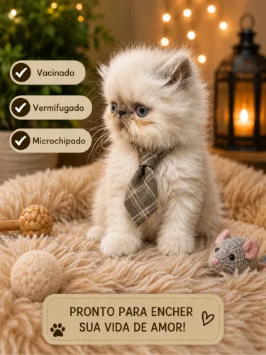 Lindos gatinhos persa e exóticos vacinados e legítimos leia descrição 