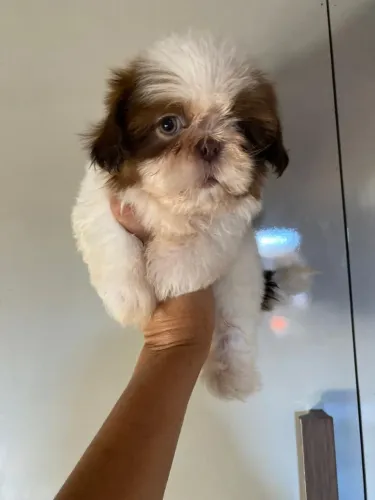 Shihtzu fêmea branco e dourado