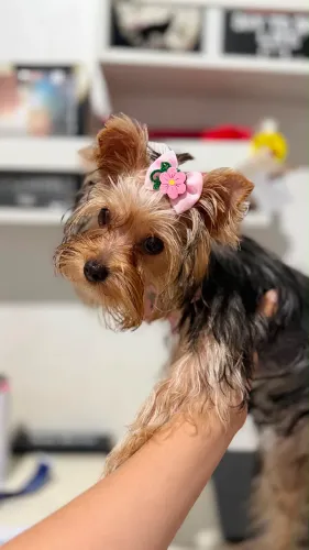 Yorkshire terrier fêmea 