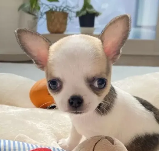 Cachorro filhote Chihuahua brincalhão e de ótima genética