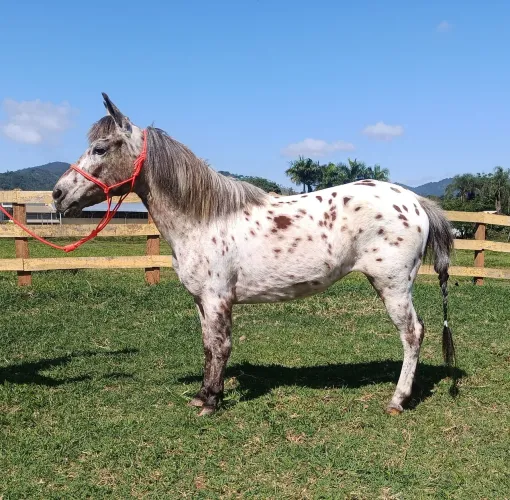 Poninha perse