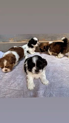 Filhote Shih tzu