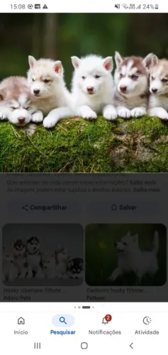 Cachorros whisky  siberiano 