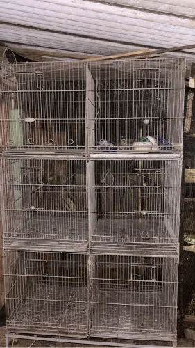 Gaiolas 