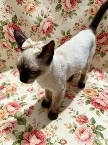 Gata siamês