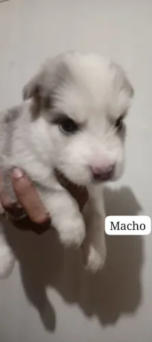 Filhotes de husky siberiano puro