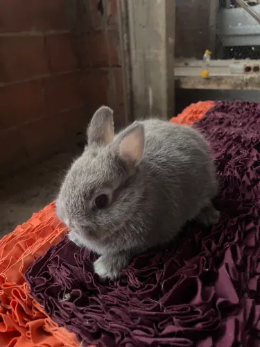 Filhotes de coelhos anão Netherland 