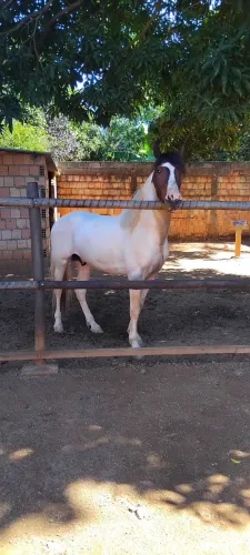 Cavalo manga larga 