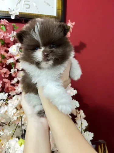 Promoção Lulu da Pomerânia - Macho Chocolate