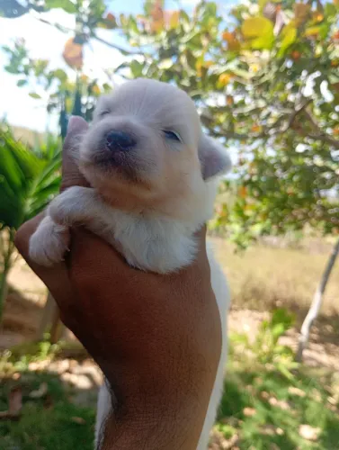 Spitz alemão disponíveis, pedigree CBKC,12x cartão