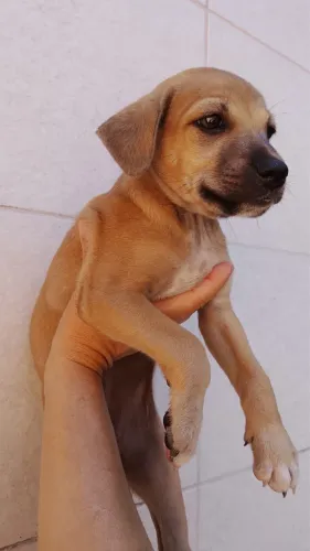 Cachorro