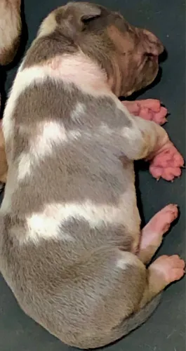 FILHOTE PIT MONSTER MERLE