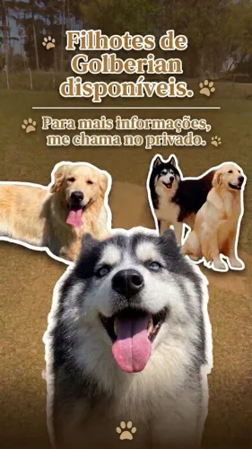 ? NINHADA GOLBERIAN DISPONÍVEL - O LOBO MAIS FOFO DO BRASIL ?