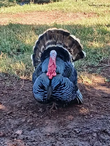 Aves - Perus/Angolistas/Frango Caipira