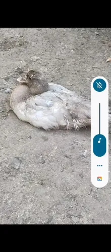 Patos