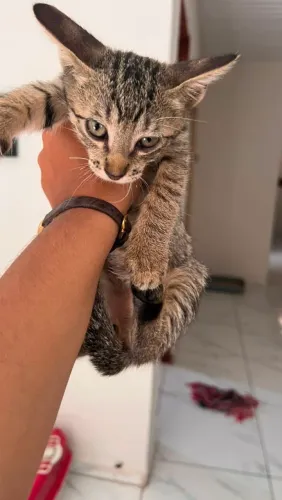 Filhote de gato para adoção 