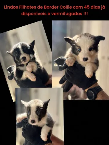 Border collie filhotes