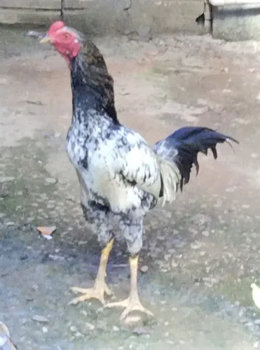 Vendo galo e galinha caipira 