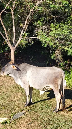 Vendo 2 vacas 1 tá parida de fêmea as duas são segunda cria 