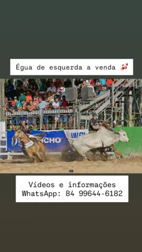 Égua de esquerda
