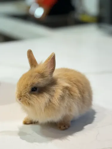 Vendo filhotes Mini Coelho 