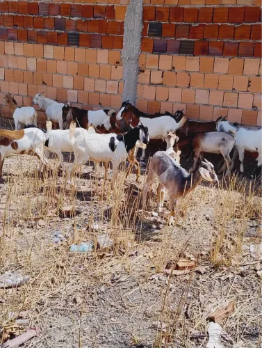 Cabras e bodes para venda